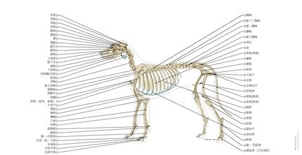 动物骨骼|解剖图集狗（图解）: normal anatomy 